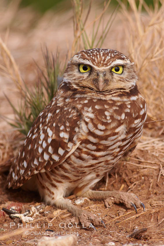 Burrowing owl (Western North American race hypugaea). This 10-inch-tall burrowing owl is standing besides its burrow. These burrows are usually created by squirrels, prairie dogs, or other rodents and even turtles, and only rarely dug by the owl itself. Salton Sea, Imperial County, California, USA, Athene cunicularia, Athene cunicularia hypugaea, natural history stock photograph, photo id 22524