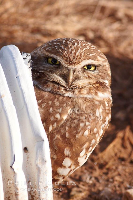 A burrowing owl peeks out of a drainage pipe.  This 10-inch-tall burrowing owl is standing besides its burrow. These burrows are usually created by squirrels, prairie dogs, or other rodents and even turtles, and only rarely dug by the owl itself. Salton Sea, Imperial County, California, USA, Athene cunicularia, Athene cunicularia hypugaea, natural history stock photograph, photo id 22479