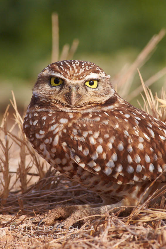 Burrowing owl (Western North American race hypugaea). This 10-inch-tall burrowing owl is standing besides its burrow. These burrows are usually created by squirrels, prairie dogs, or other rodents and even turtles, and only rarely dug by the owl itself. Salton Sea, Imperial County, California, USA, Athene cunicularia, Athene cunicularia hypugaea, natural history stock photograph, photo id 22483