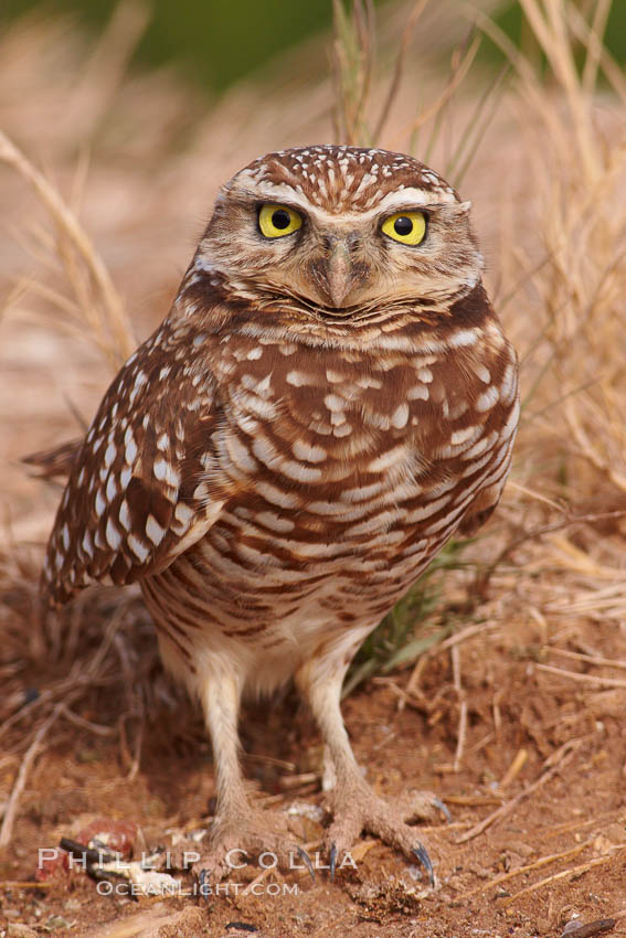 Burrowing owl (Western North American race hypugaea). This 10-inch-tall burrowing owl is standing besides its burrow. These burrows are usually created by squirrels, prairie dogs, or other rodents and even turtles, and only rarely dug by the owl itself. Salton Sea, Imperial County, California, USA, Athene cunicularia, Athene cunicularia hypugaea, natural history stock photograph, photo id 22477