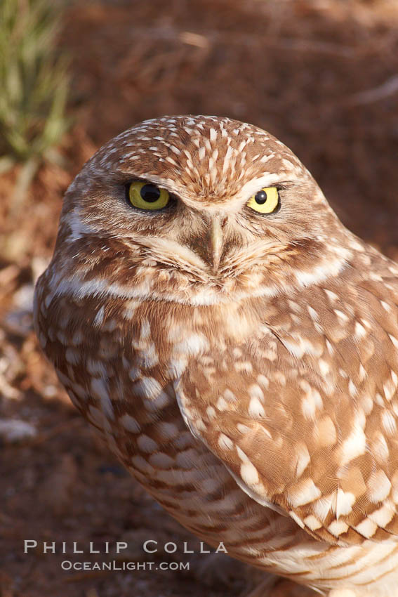 Burrowing owl (Western North American race hypugaea). This 10-inch-tall burrowing owl is standing besides its burrow. These burrows are usually created by squirrels, prairie dogs, or other rodents and even turtles, and only rarely dug by the owl itself. Salton Sea, Imperial County, California, USA, Athene cunicularia, Athene cunicularia hypugaea, natural history stock photograph, photo id 22481