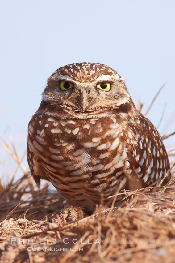 Burrowing owl (Western North American race hypugaea). This 10-inch-tall burrowing owl is standing besides its burrow. These burrows are usually created by squirrels, prairie dogs, or other rodents and even turtles, and only rarely dug by the owl itself. Salton Sea, Imperial County, California, USA, Athene cunicularia, Athene cunicularia hypugaea, natural history stock photograph, photo id 22521