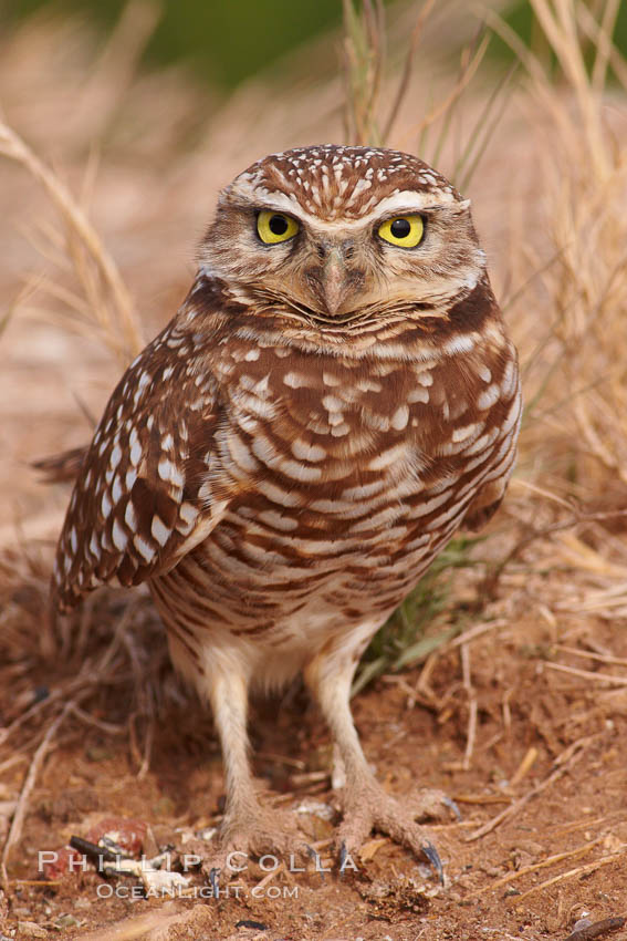 Burrowing owl (Western North American race hypugaea). This 10-inch-tall burrowing owl is standing besides its burrow. These burrows are usually created by squirrels, prairie dogs, or other rodents and even turtles, and only rarely dug by the owl itself. Salton Sea, Imperial County, California, USA, Athene cunicularia, Athene cunicularia hypugaea, natural history stock photograph, photo id 22525