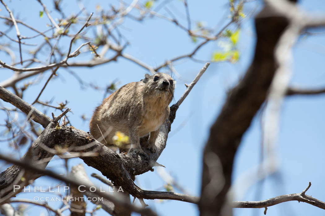 Bush hyrax, or yellow-spotted rock hyrax, Meru National Park, Kenya., Heterohyrax brucei, natural history stock photograph, photo id 29725