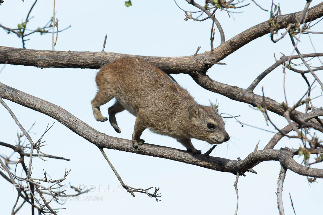 Bush hyrax, or yellow-spotted rock hyrax, Meru National Park, Kenya., Heterohyrax brucei, natural history stock photograph, photo id 29745