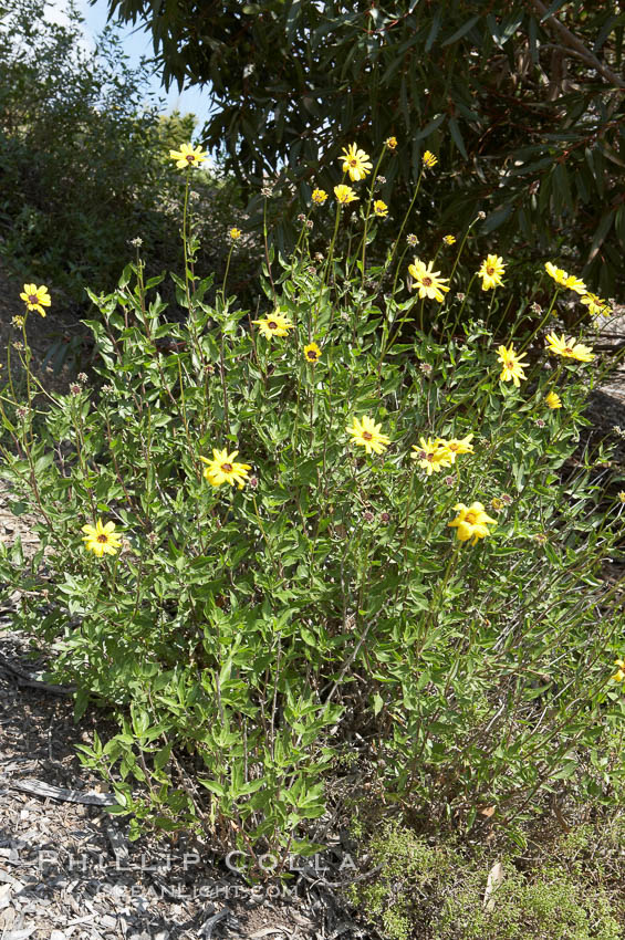 Bush sunflower, Batiquitos Lagoon, Carlsbad. California, USA, Encelia californica, natural history stock photograph, photo id 11326