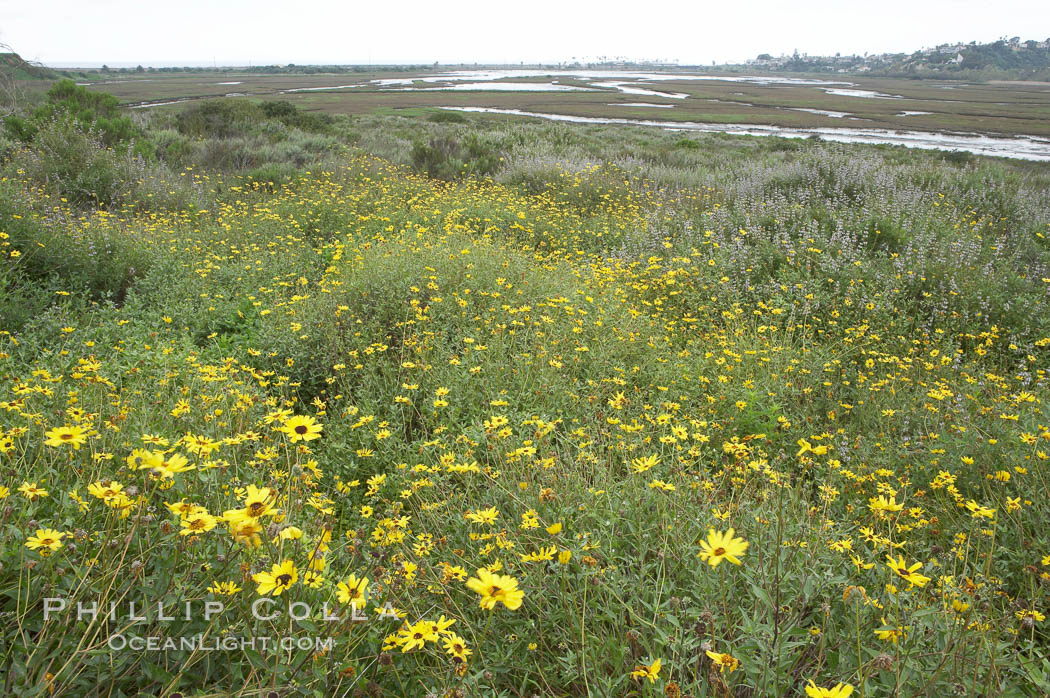 Bush sunflower. San Elijo Lagoon, Encinitas, California, USA, Encelia californica, natural history stock photograph, photo id 11332