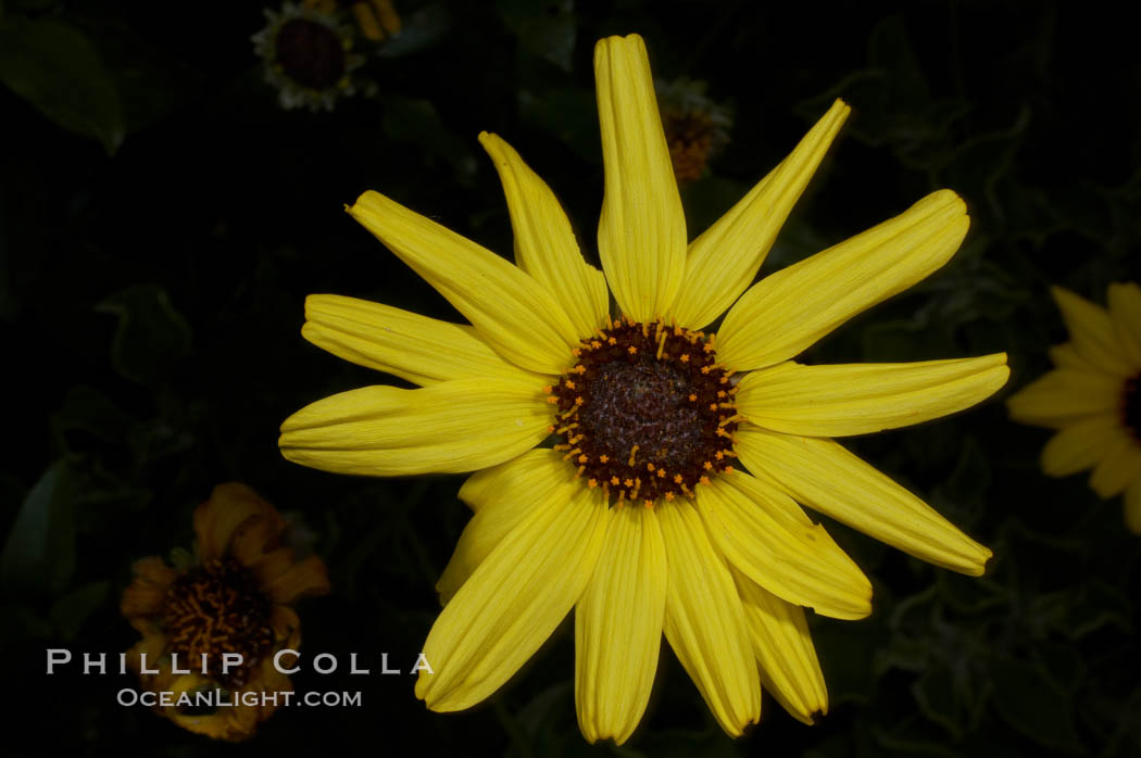 Bush sunflower, Batiquitos Lagoon, Carlsbad. California, USA, Encelia californica, natural history stock photograph, photo id 11329