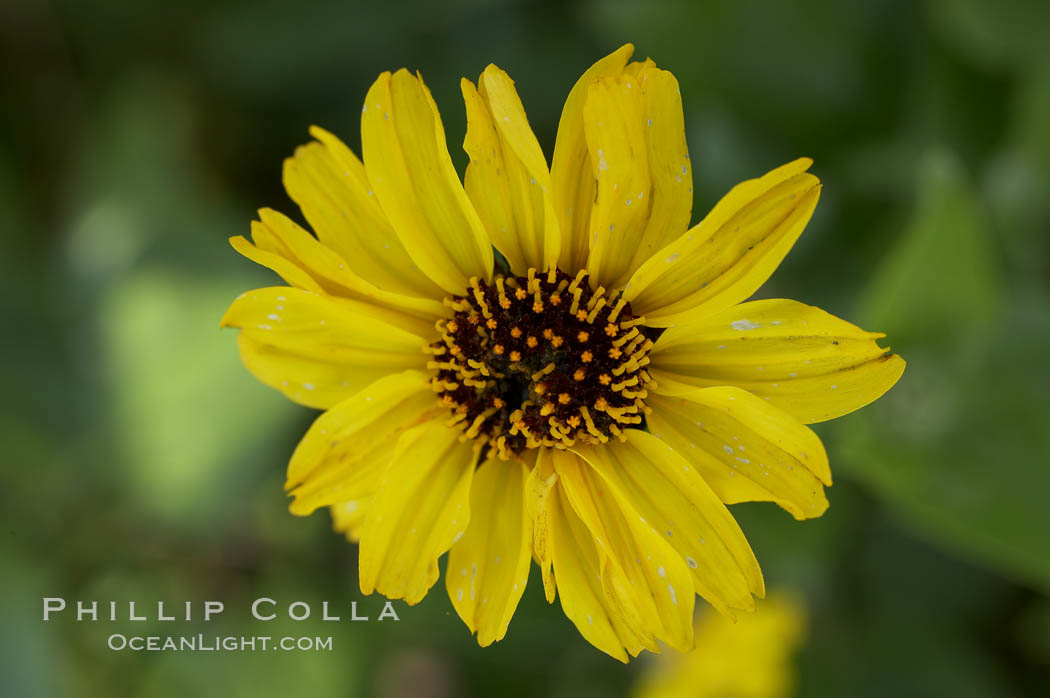 Bush sunflower, Batiquitos Lagoon, Carlsbad. California, USA, Encelia californica, natural history stock photograph, photo id 11328