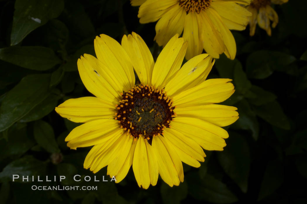 Bush sunflower, Batiquitos Lagoon, Carlsbad. California, USA, Encelia californica, natural history stock photograph, photo id 11331