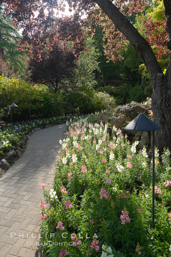 Butchart Gardens, a group of floral display gardens in Brentwood Bay, British Columbia, Canada, near Victoria on Vancouver Island. It is an internationally-known tourist attraction which receives more than a million visitors each year., natural history stock photograph, photo id 21138