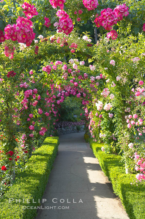 Butchart Gardens, a group of floral display gardens in Brentwood Bay, British Columbia, Canada, near Victoria on Vancouver Island. It is an internationally-known tourist attraction which receives more than a million visitors each year., natural history stock photograph, photo id 21142