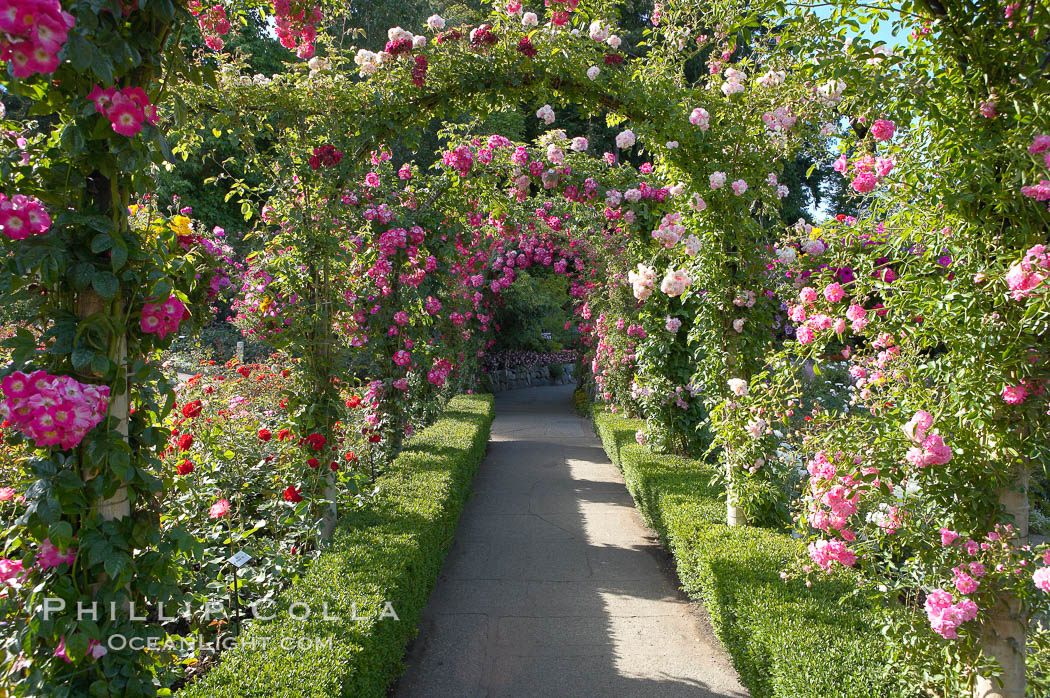 Butchart Gardens, a group of floral display gardens in Brentwood Bay, British Columbia, Canada, near Victoria on Vancouver Island. It is an internationally-known tourist attraction which receives more than a million visitors each year., natural history stock photograph, photo id 21140