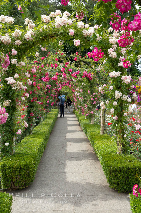 Butchart Gardens, a group of floral display gardens in Brentwood Bay, British Columbia, Canada, near Victoria on Vancouver Island. It is an internationally-known tourist attraction which receives more than a million visitors each year., natural history stock photograph, photo id 21131