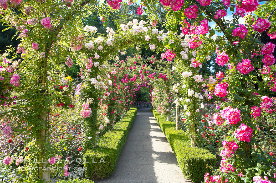 Butchart Gardens, a group of floral display gardens in Brentwood Bay, British Columbia, Canada, near Victoria on Vancouver Island. It is an internationally-known tourist attraction which receives more than a million visitors each year., natural history stock photograph, photo id 21141