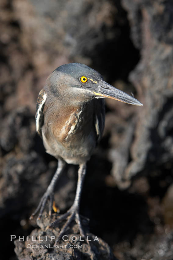 Lava heron on volcanic rocks at the oceans edge, Punta Albemarle. Isabella Island, Galapagos Islands, Ecuador, Butorides sundevalli, natural history stock photograph, photo id 16588