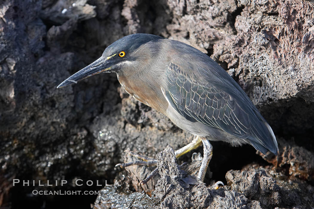 Lava heron on volcanic rocks at the oceans edge, Punta Albemarle. Isabella Island, Galapagos Islands, Ecuador, Butorides sundevalli, natural history stock photograph, photo id 16585