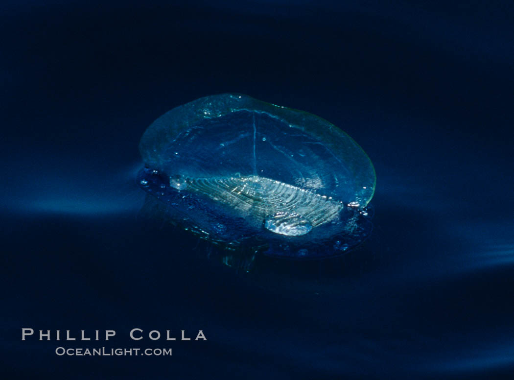 By-the-wind-sailor hydroid colony, open ocean. San Diego, California, USA, Velella velella, natural history stock photograph, photo id 06218