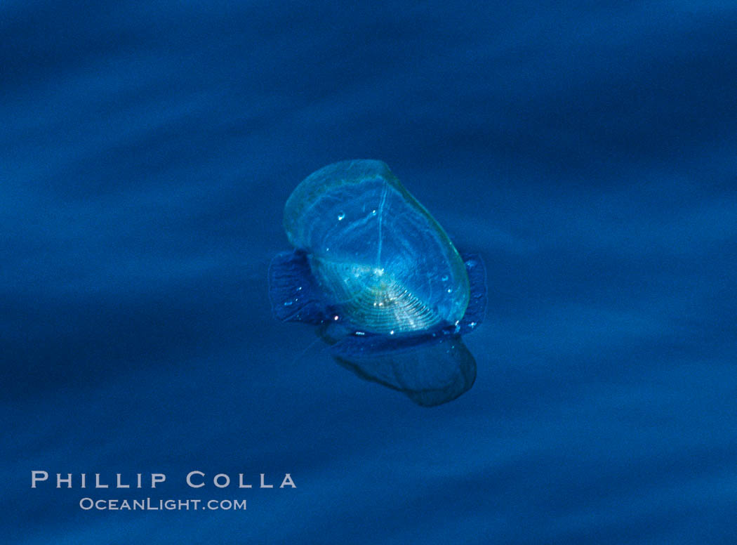 By-the-wind-sailor hydroid colony, open ocean. San Diego, California, USA, Velella velella, natural history stock photograph, photo id 06216