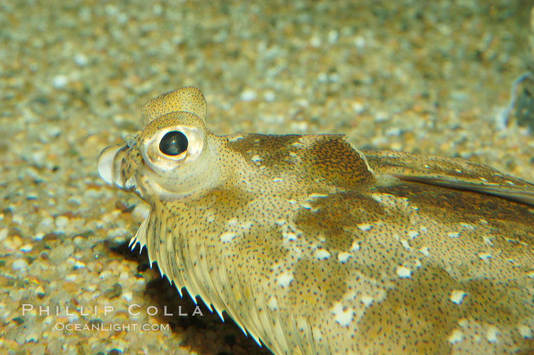 C-O sole., Pleuronichthys coenosus, natural history stock photograph, photo id 08949