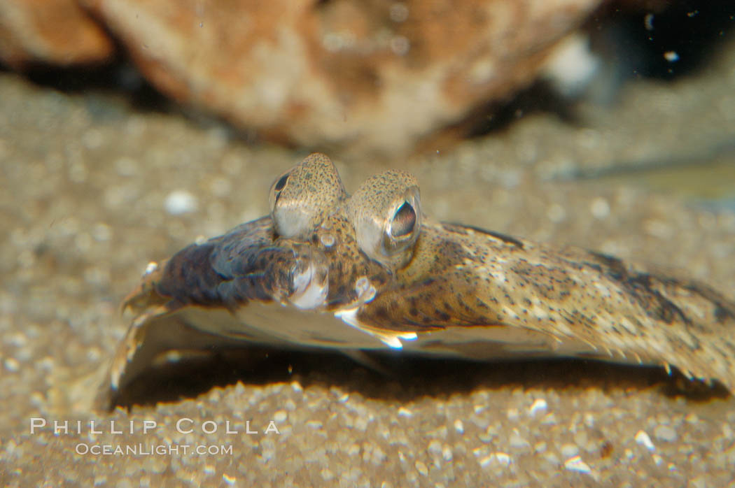 Eyes of a C-O sole., Pleuronichthys coenosus, natural history stock photograph, photo id 09433
