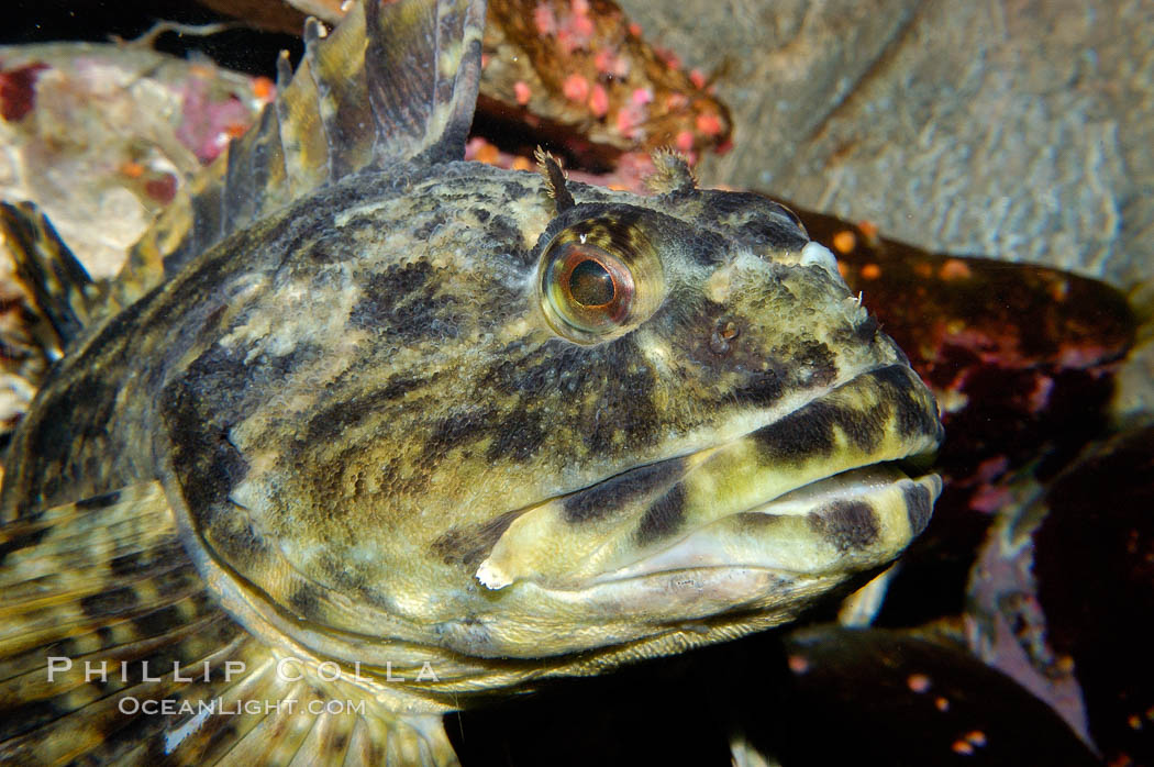 Cabazon, portrait., Scorpaenichthys marmoratus, natural history stock photograph, photo id 09836