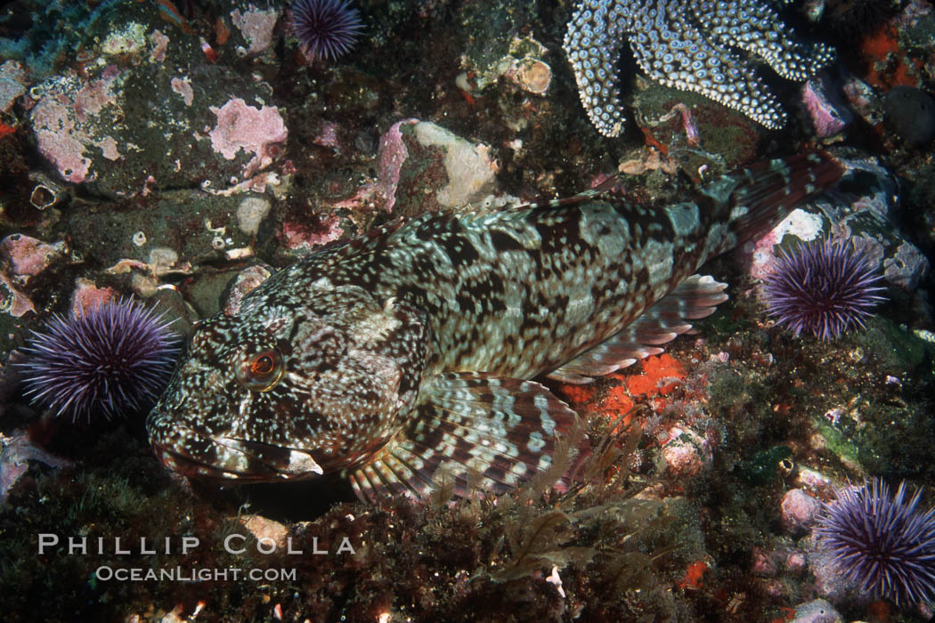Cabezon. Santa Barbara Island, California, USA, Scorpaenichthys marmoratus, natural history stock photograph, photo id 03443