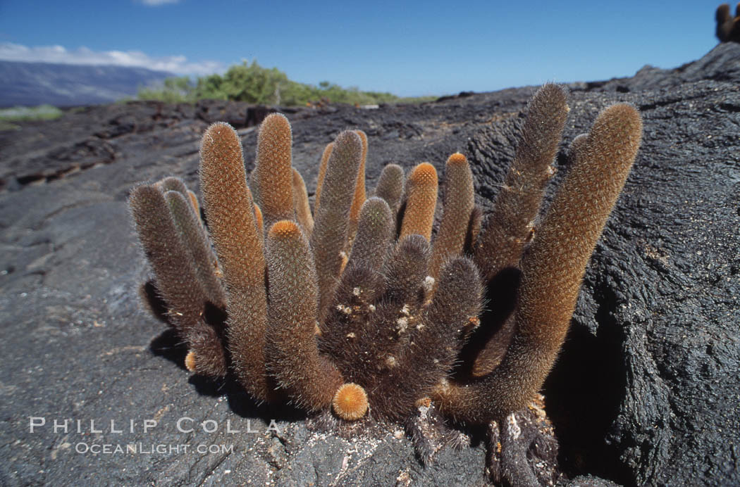 Cactus and lava field, Punta Espinosa. Fernandina Island, Galapagos Islands, Ecuador, natural history stock photograph, photo id 05585