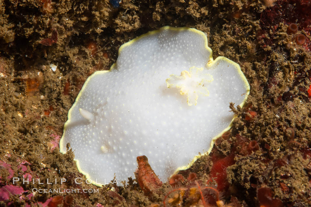 Cadlina luteomarginata, Yellow-edged Cadlina, a type of nudibranch of sea slug. San Diego, California, USA, natural history stock photograph, photo id 37207