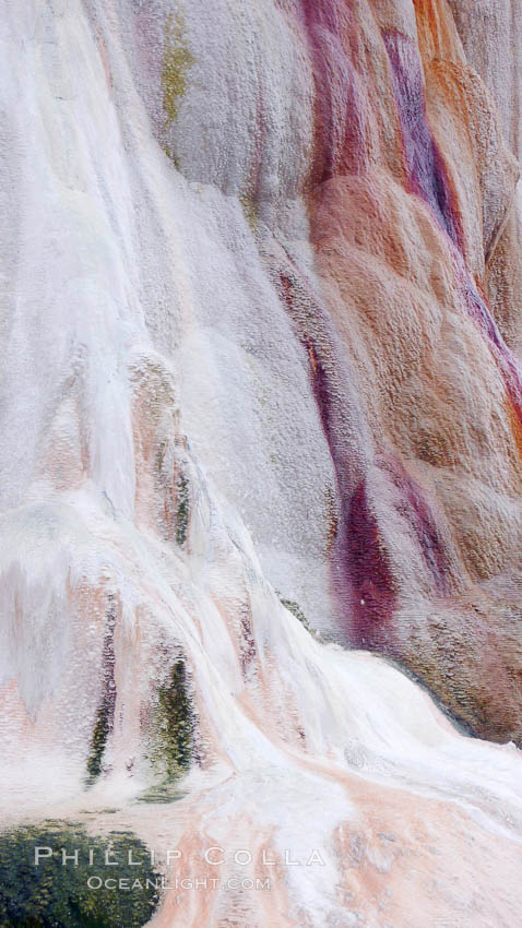 Calcium carbonate and algae detail, Orange Spring Mound., natural history stock photograph, photo id 19803