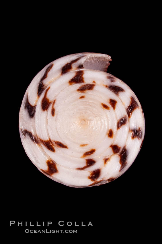 Calf Cone., Conus vitulinus, natural history stock photograph, photo id 07975