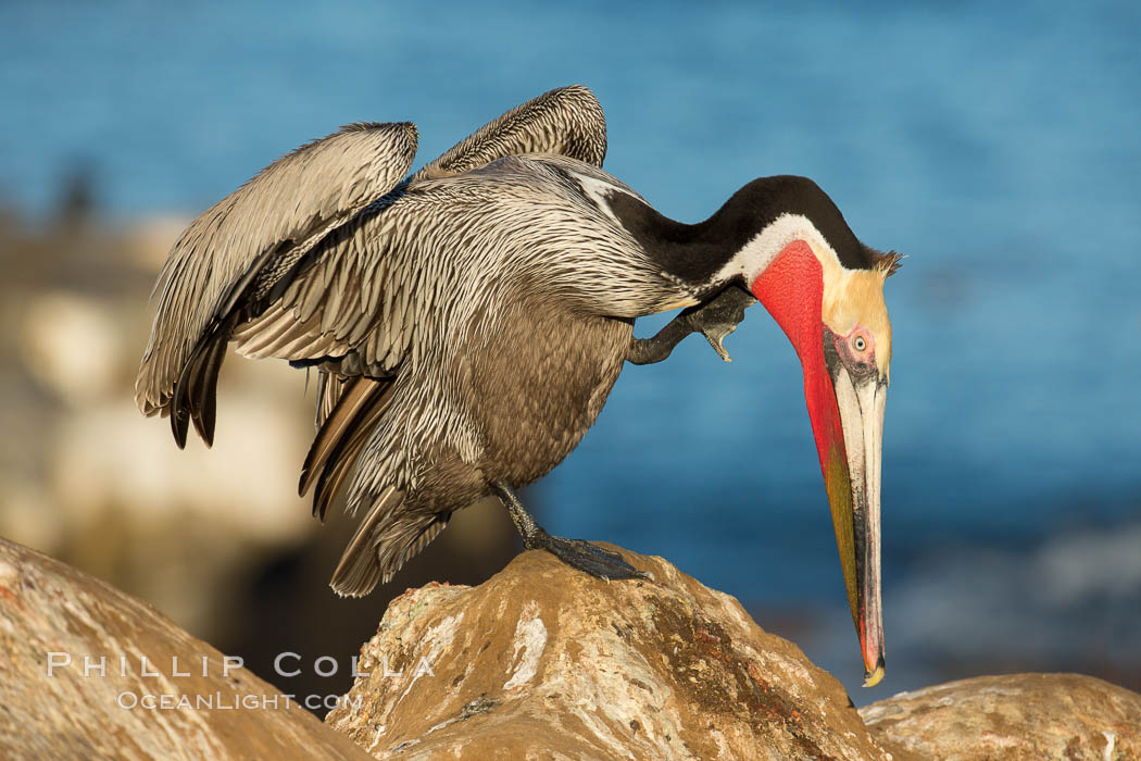 Brown pelican portrait, displaying winter plumage with distinctive yellow head feathers and red gular throat pouch. La Jolla, California, USA, Pelecanus occidentalis, Pelecanus occidentalis californicus, natural history stock photograph, photo id 30446