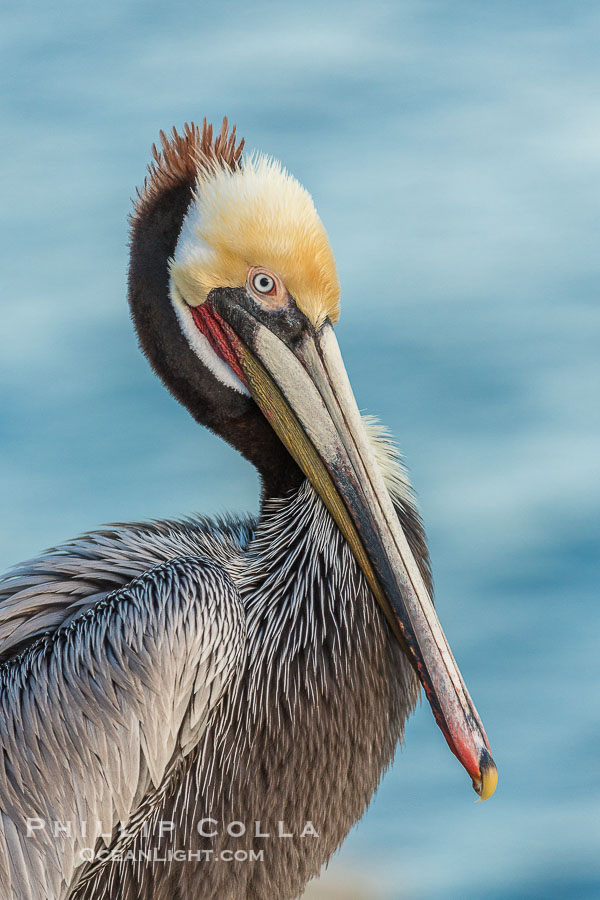 Brown pelican portrait, displaying winter plumage with distinctive yellow head feathers and red gular throat pouch., Pelecanus occidentalis, Pelecanus occidentalis californicus, natural history stock photograph, photo id 30324