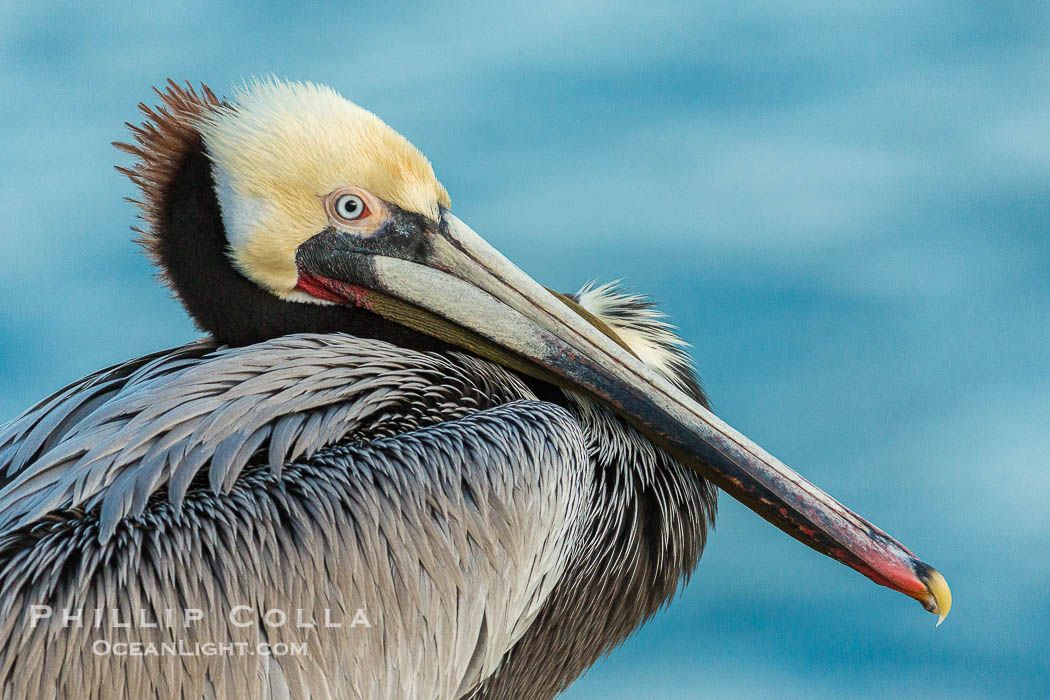 Brown pelican portrait, displaying winter plumage with distinctive yellow head feathers and red gular throat pouch., Pelecanus occidentalis, Pelecanus occidentalis californicus, natural history stock photograph, photo id 30323