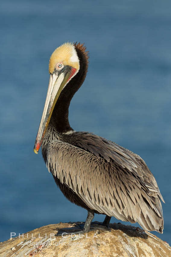 Brown pelican portrait, displaying winter plumage with distinctive yellow head feathers and red gular throat pouch. La Jolla, California, USA, Pelecanus occidentalis, Pelecanus occidentalis californicus, natural history stock photograph, photo id 30411