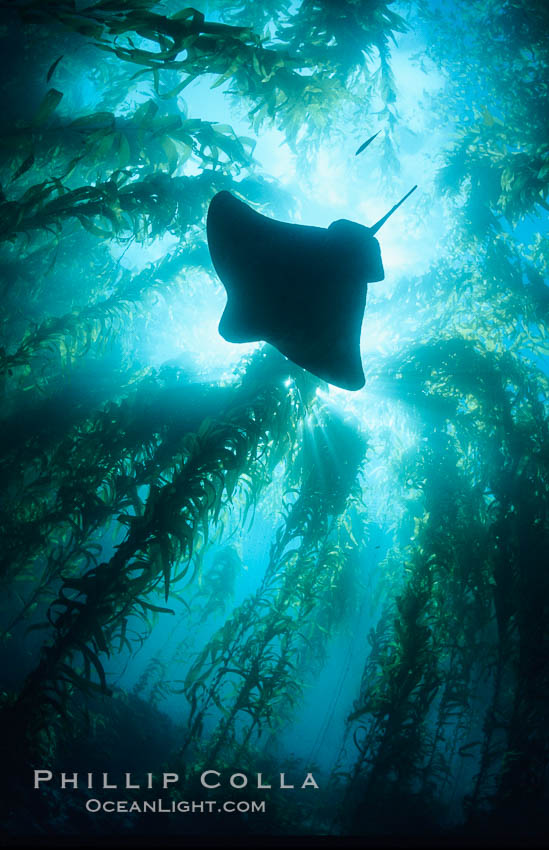 California bat ray swimming amidst giant kelp forest. Santa Barbara Island, USA, Macrocystis pyrifera, Myliobatis californica, natural history stock photograph, photo id 03414