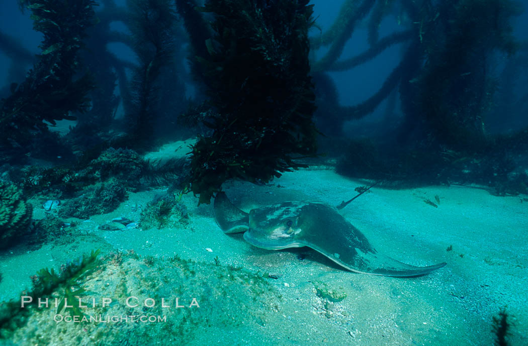 California bat ray. San Clemente Island, USA, Myliobatis californica, natural history stock photograph, photo id 04986