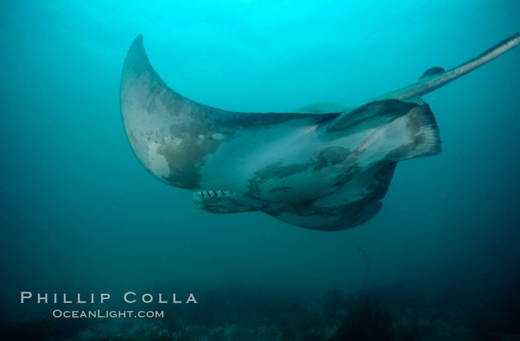 California bat ray. La Jolla, USA, Myliobatis californica, natural history stock photograph, photo id 00580