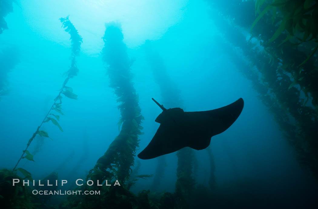 California bat ray. San Clemente Island, USA, Myliobatis californica, natural history stock photograph, photo id 01015