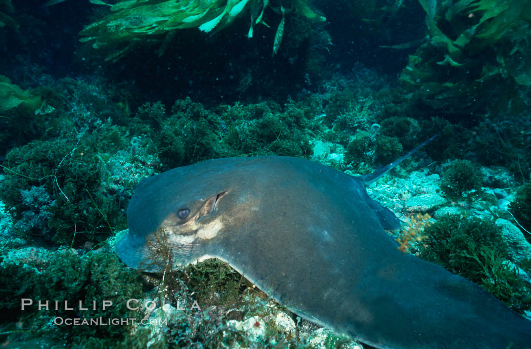 California bat ray. San Clemente Island, USA, Myliobatis californica, natural history stock photograph, photo id 04987