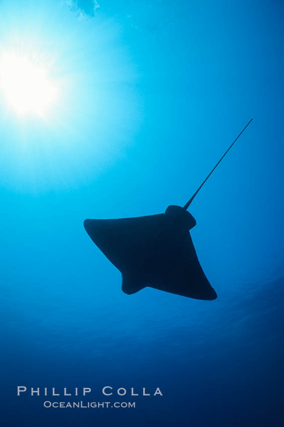 California bat ray. San Clemente Island, USA, Myliobatis californica, natural history stock photograph, photo id 01917