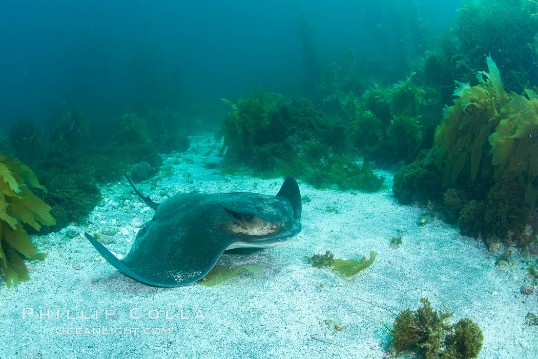 California bat ray, laying on sandy ocean bottom amid kelp and rocky reef. San Clemente Island, USA, Myliobatis californica, natural history stock photograph, photo id 25437