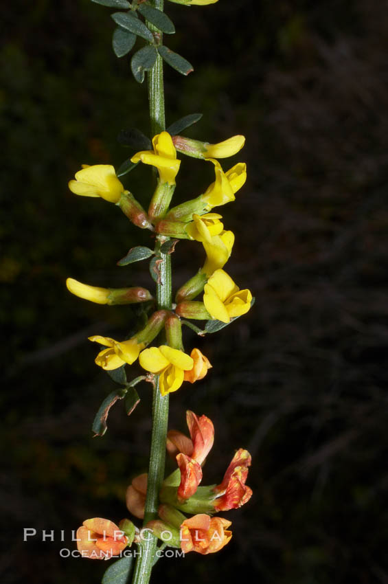 California broom, common deerweed.  The flowers, originally yellow in color, turn red after pollination.  Batiquitos Lagoon, Carlsbad. USA, Lotus scoparius scoparius, natural history stock photograph, photo id 11342