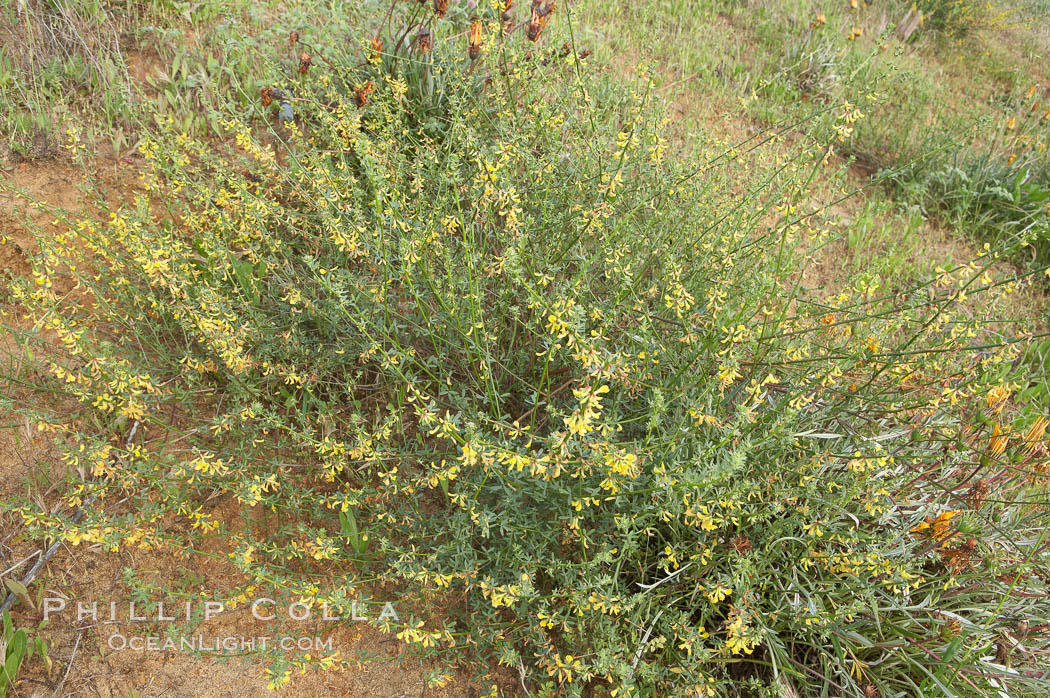 California broom, common deerweed.  The flowers, originally yellow in color, turn red after pollination.  Batiquitos Lagoon, Carlsbad. USA, Lotus scoparius scoparius, natural history stock photograph, photo id 11335