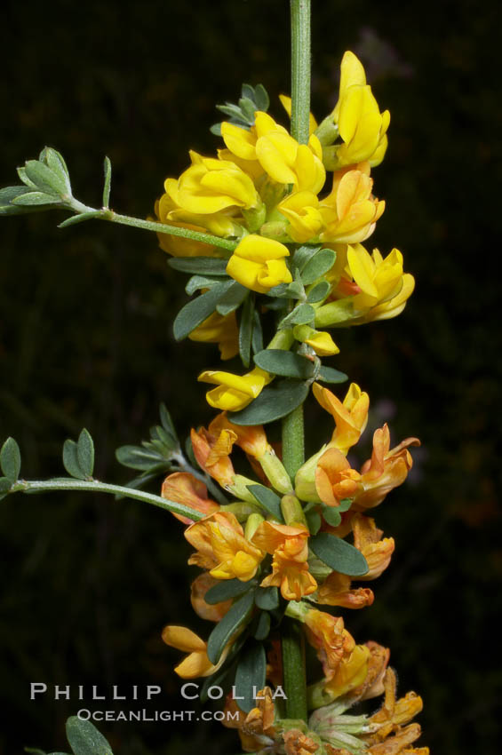 California broom, common deerweed.  The flowers, originally yellow in color, turn red after pollination.  Batiquitos Lagoon, Carlsbad. USA, Lotus scoparius scoparius, natural history stock photograph, photo id 11341