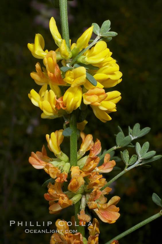 California broom, common deerweed.  The flowers, originally yellow in color, turn red after pollination.  Batiquitos Lagoon, Carlsbad. USA, Lotus scoparius scoparius, natural history stock photograph, photo id 11345