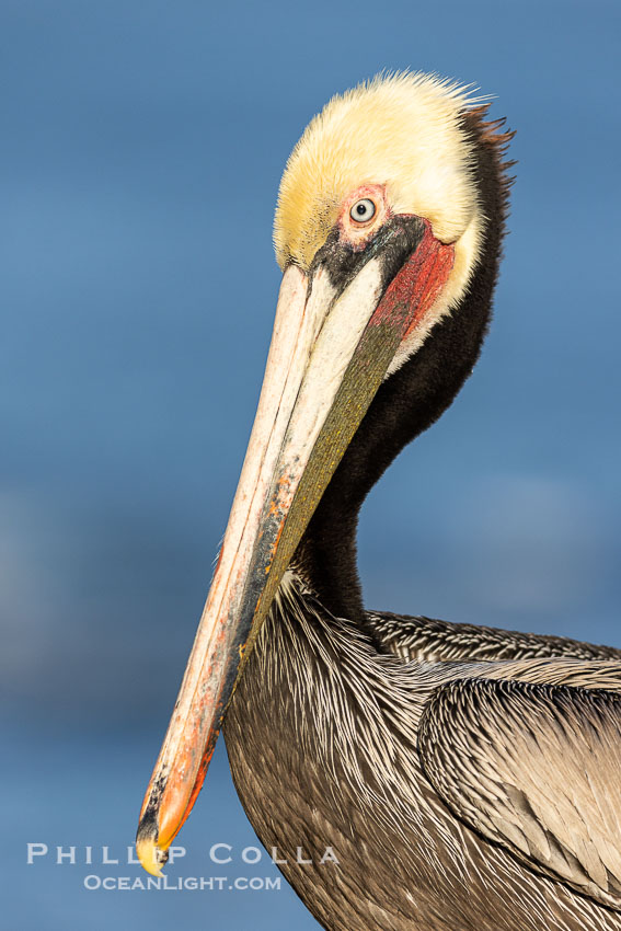 California brown pelican adult winter breeding plumage portrait, showing brown hind neck nape, bright red gular pouch and yellow head. La Jolla, USA, Pelecanus occidentalis, Pelecanus occidentalis californicus, natural history stock photograph, photo id 38962