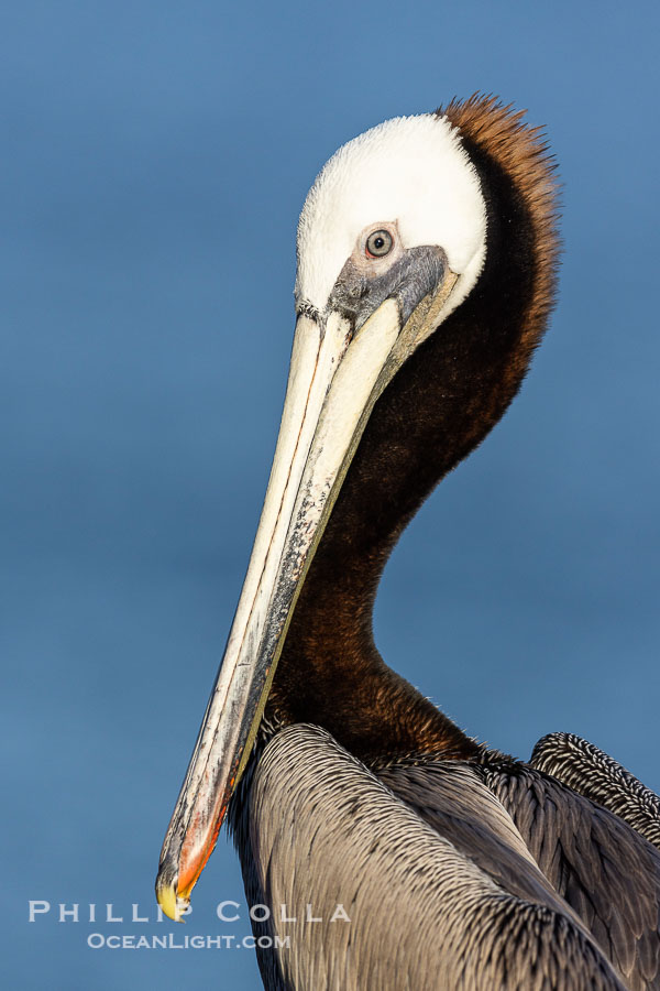 Unusual California brown pelican adult winter breeding plumage portrait, showing brown hind neck nape but all white head, this individual may be transitioning out of breeding plumage., Pelecanus occidentalis, Pelecanus occidentalis californicus, natural history stock photograph, photo id 38964
