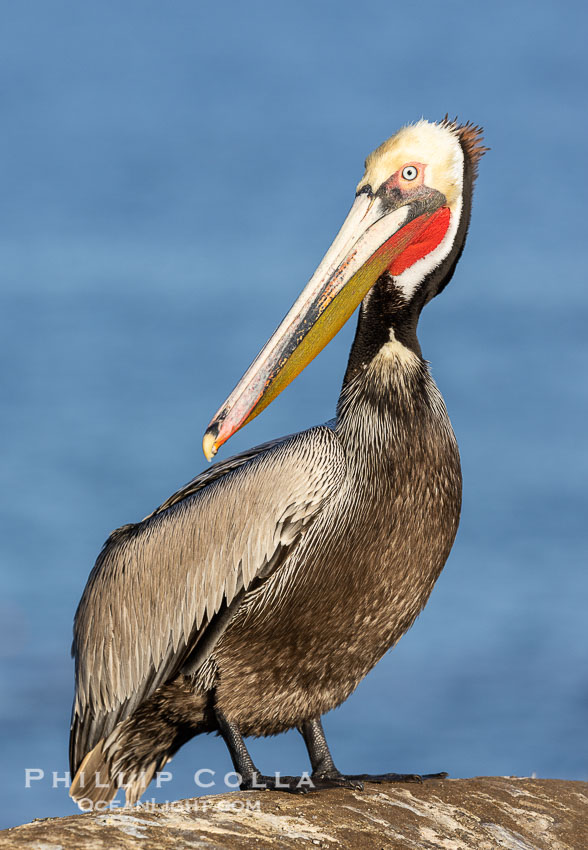 California brown pelican adult winter breeding plumage portrait, showing brown hind neck nape, bright red gular pouch and yellow head, with white trim and yellow chevron on the chest. La Jolla, USA, Pelecanus occidentalis, Pelecanus occidentalis californicus, natural history stock photograph, photo id 38965