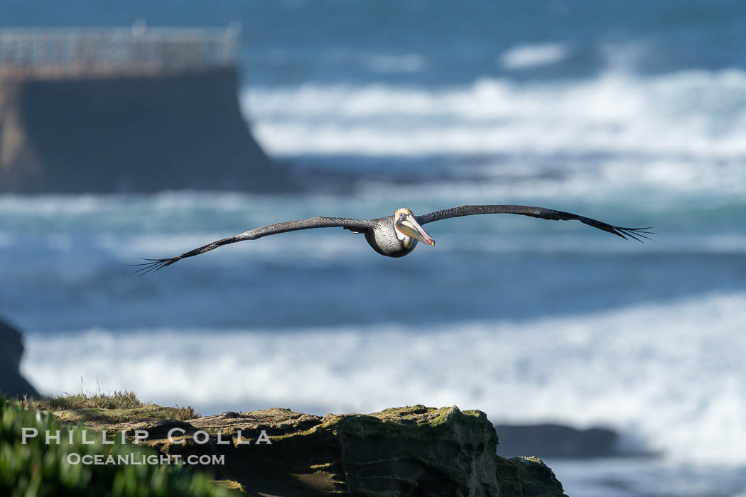 Brown Pelican soaring over the Pacific Ocean with La Jollas Childrens Pool in the Background. California, USA, Pelecanus occidentalis californicus, Pelecanus occidentalis, natural history stock photograph, photo id 40121